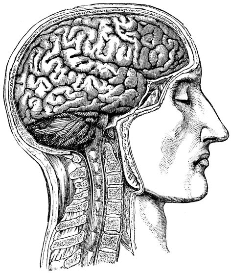 Human Brain Anatomical Medical Skull Anatomy 54 With Images Human