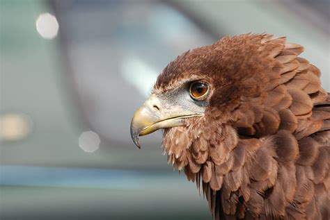 Royalty Free Photo Selective Focus Photography Of Brown Eagle Pickpik