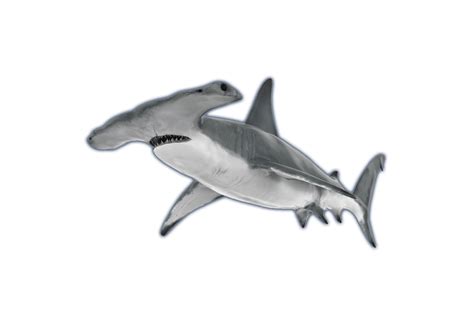 Hammerhead Sharks Ocean Animals