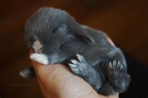 93 Handfulls Of Cute Baby Bunnies That Will Melt Your Heart Bored Panda