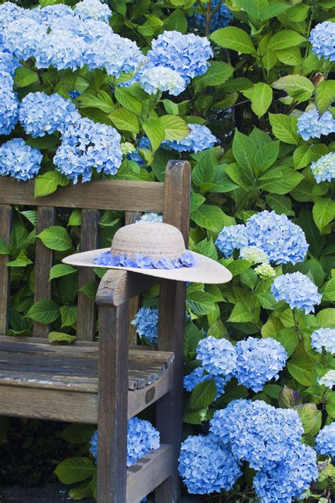Comment Avoir Des Hortensias Bleus Mon Jardin And Ma Maison