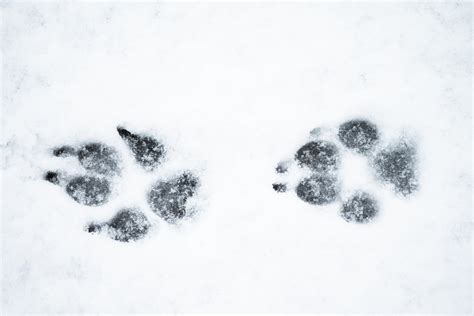 Spuren im schnee sind oft deutlich zu erkennen. Tierspuren im Schnee » Wer stapft hier durch den Winter?