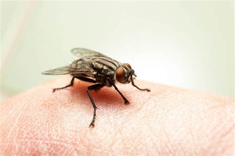 Do House Flies Bite Here S How You Can Prevent Insect Bites Kidadl