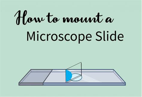 How To Mount A Microscope Slide Rs Science