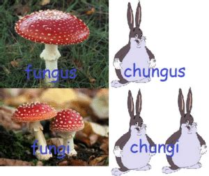 Chungus Fdngi Changi Hilarious Big Chungus Memes Big Fat Bugs