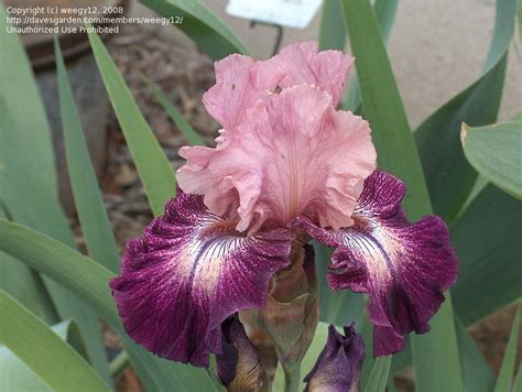 Plantfiles Pictures Tall Bearded Iris Cupid S Arrow Iris By Margiempv