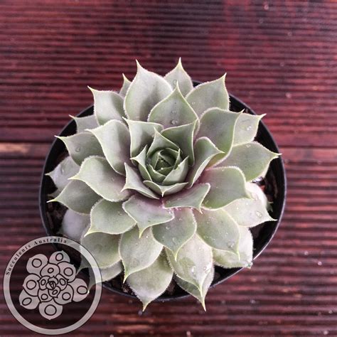 Sempervivum Vj10 Succulents Australia