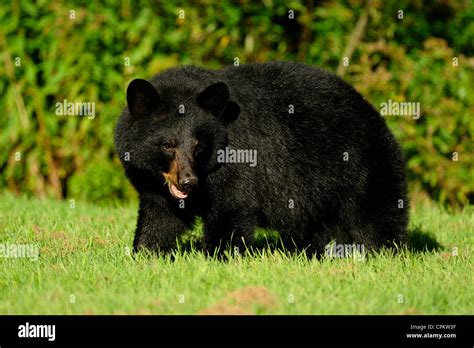 Black Bear Ursus Americanus Eating Grass Ontario Residential Lawn