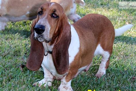 Eady Basset Hound Puppy For Sale Near Jackson Mississippi 59b27130