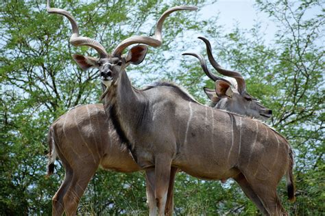 Greater Kudu Kudu Nature Pictures Animals