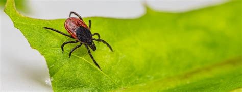 Rasgos De La Enfermedad De Lyme Transmitida Por Garrapatas Kulturaupice