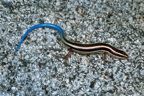 Skiltons Skink Plestiodon Skiltonianus Skiltonianus