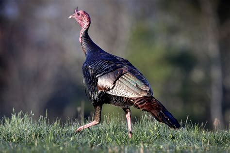 Turkey Wild Turkey Bird History And Culture Turkey Is At The