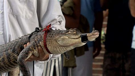 Chicago Alligator Safely Reeled In From Shore 1 Week After It Was 1st