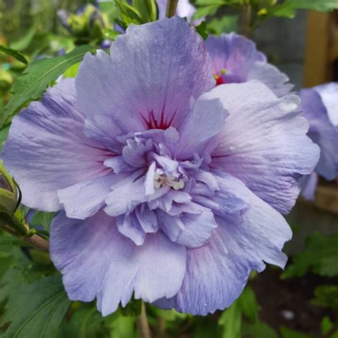 Hibiscus Syriacus Blue Chiffon Rose Of Sharon Blue Chiffon