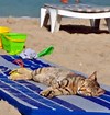 beach bum kitty