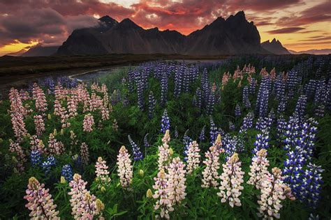 Plants In Iceland Flora Under The Arctic Circle Guide To Iceland