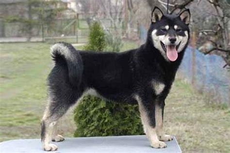 Hokkaido Dog Breed Information And Pictures Livelife