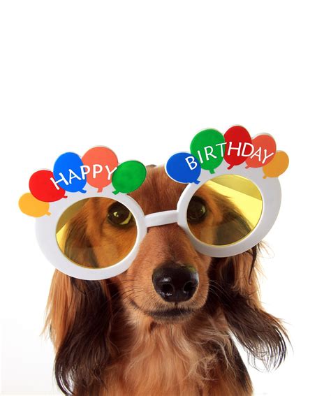 28 Happy Birthday Dog Pictures Judith E Cole