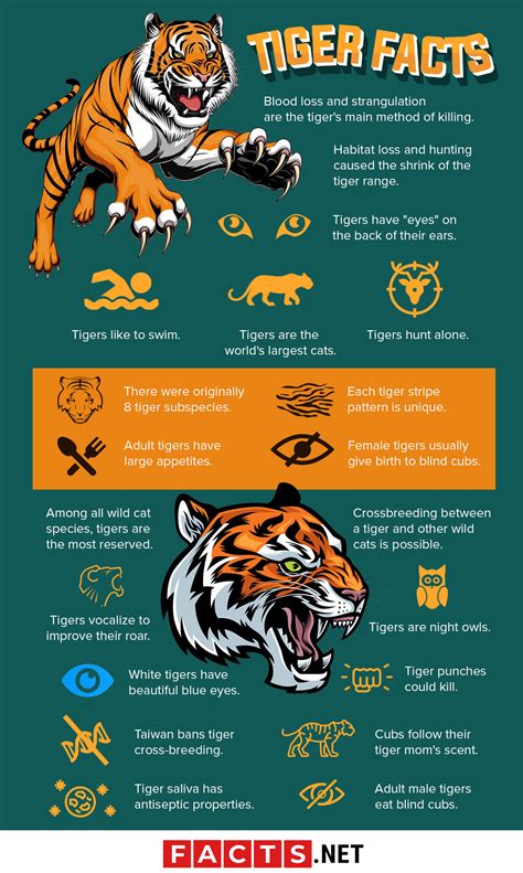 80 Surprising Tiger Facts That You Never Knew About 2023