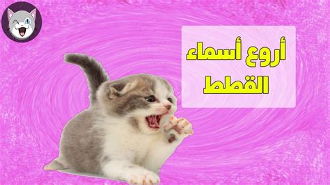 اسامي اسماء القطط بالعربية