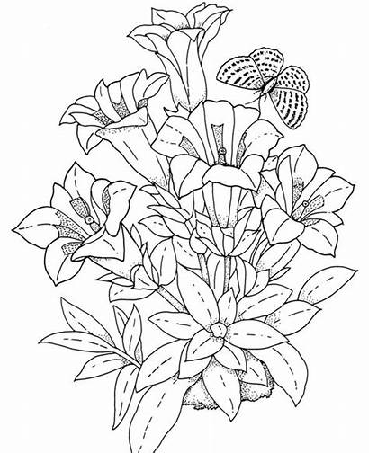 Coloring Pages Realistic Nature Butterfly Printable Flower