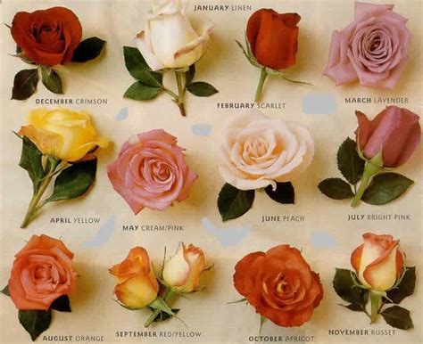 Types Of Roses Flowers World