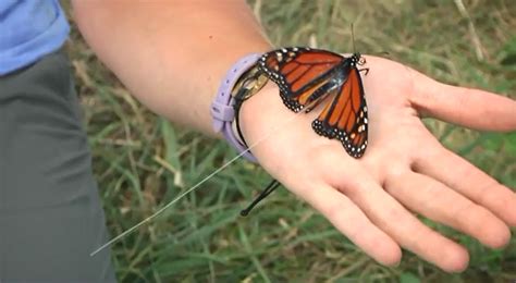 Monarch Butterfly Tracker