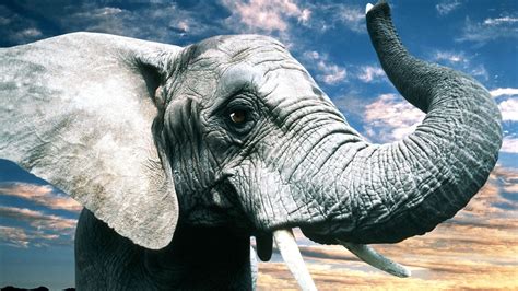 Aggregate More Than 79 Elephant Wallpaper Full Hd Vn