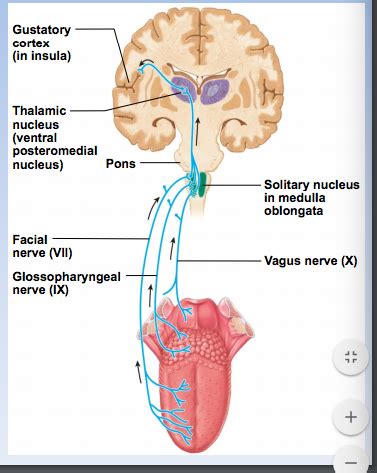 Special Senses Pathways Flashcards Quizlet