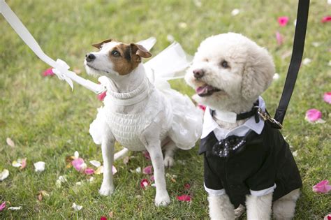 Pet Friendly Weddings Including Pets In Big Day Plans Pets Pet