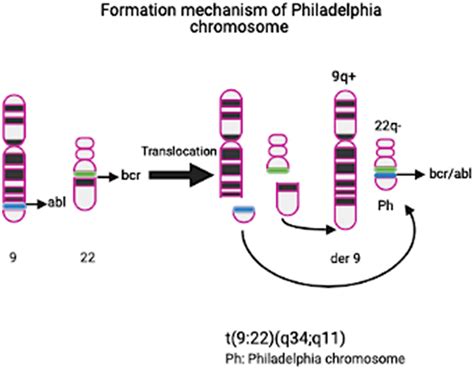Philadelphia Chromosome T922q34q11 The Bcrabl Fusion Protein