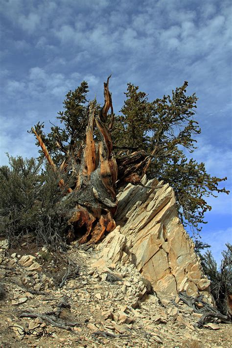 Bristlecone Pine Tree Photograph By David Salter