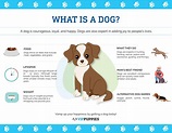 All About Dogs! (FAQ included) | Fun Dog Facts - VIP Puppies