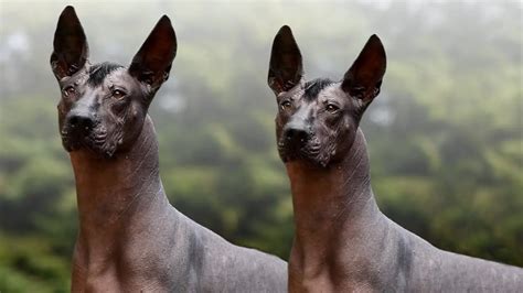 These Are 10 Rare Hairless Dog Breeds