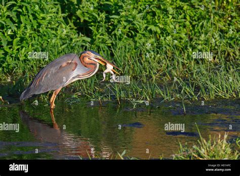 Heron Eating Frogs Hi Res Stock Photography And Images Alamy