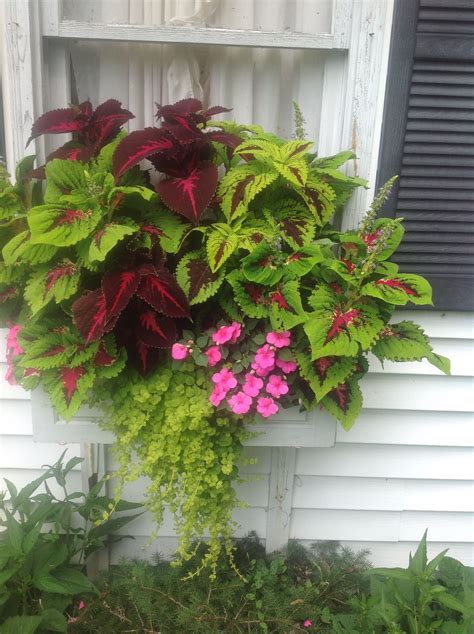 Used Coleus And Impatiens And Creeping Jenny And Designed My Own Window