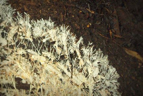 It's Not Work, It's Gardening!: Mycelium