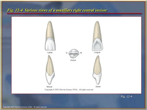 Ppt Chapter 12 Tooth Morphology Powerpoint Presentation Free