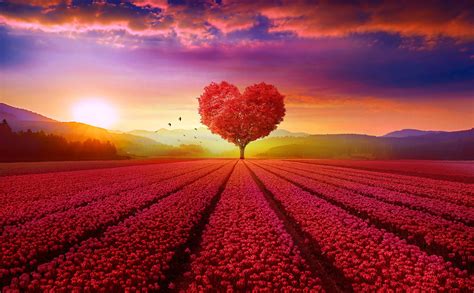 Top 999 Love Nature Wallpaper Full Hd 4k Free To Use