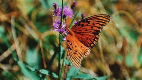 Download Wallpaper 3840x2160 Monarch Butterfly Butterfly