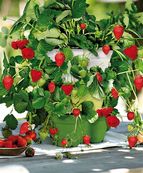 We did not find results for: Vendita piante online: vivaio e giardinaggio | Horta