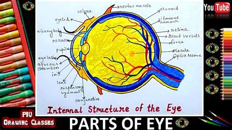 How To Draw Human Eye Structure Draw A Diagram Of The Human Eye As