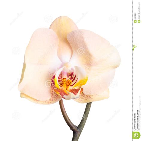 Fiore di orchidea pieno fiore nell'allevamento di orchidee. La Fioritura Capa Del Fiore Beige Dell'orchidea ...