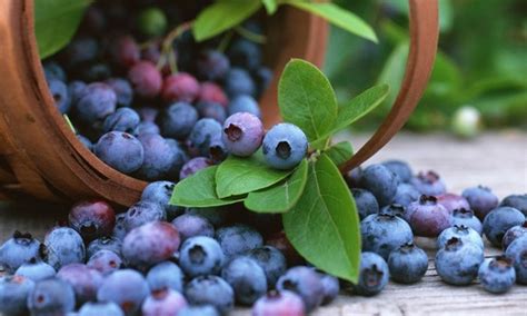 Three Or Six Blueberry Or Pinkberry Plants With Optional