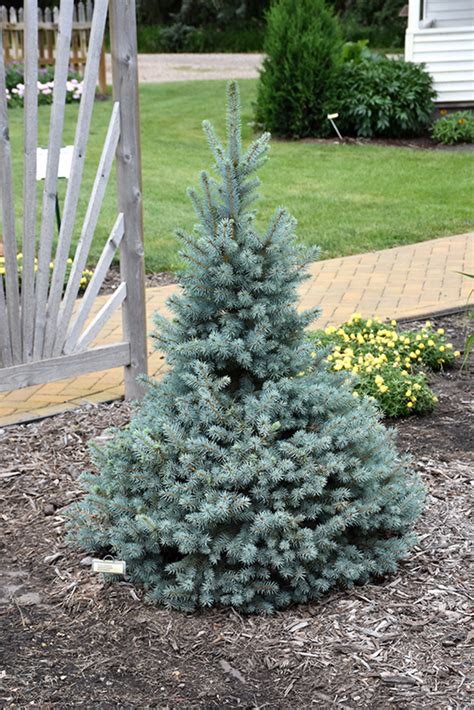 Sester Dwarf Blue Spruce Picea Pungens Sester Dwarf In