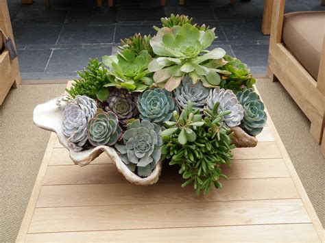 Shell Planter With Hens And Chicks Taken By Michele Nelson Hens And