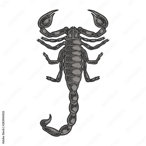 Scorpion Color Sketch Line Art Engraving Vector Illustration Scratch