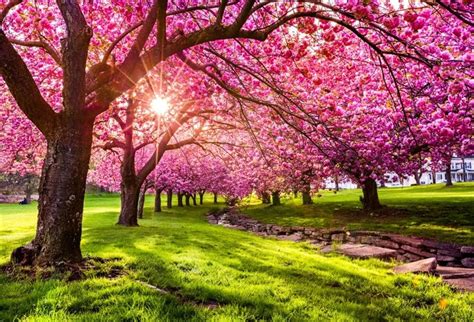 Laeacco Spring Tree Pink Blossom Flower Grassland Sunshine Natural