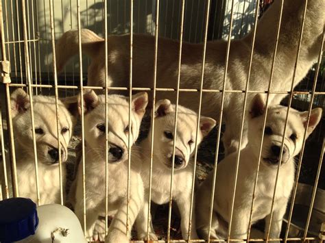The Nihon Ken Available Kishu Puppies